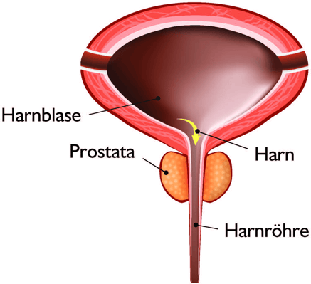 Normale Prostata Normale Prostata